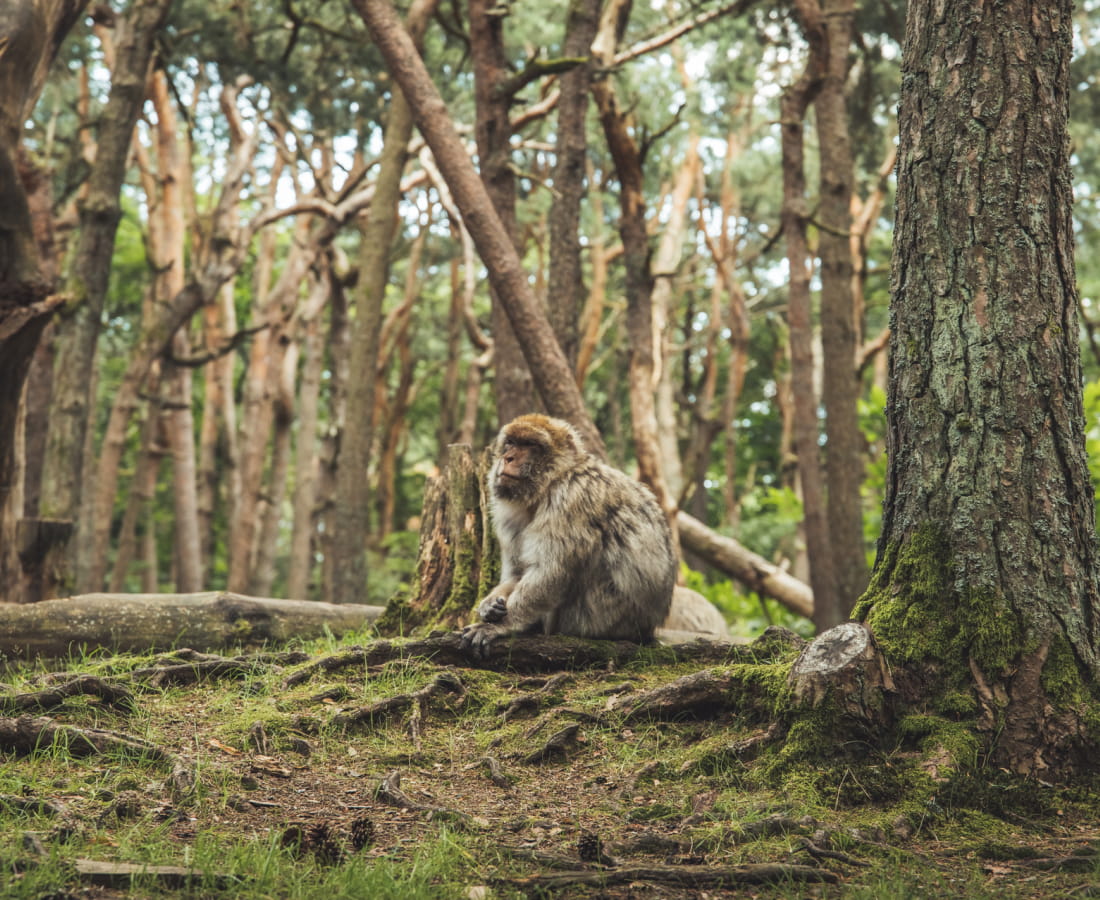 La montagne des singes