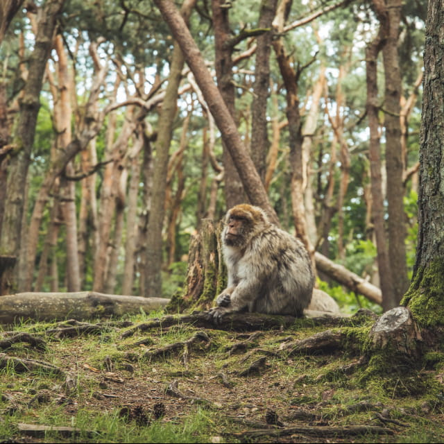 La montagne des singes