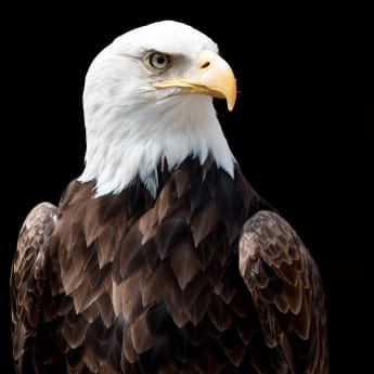 La Volerie des Aigles