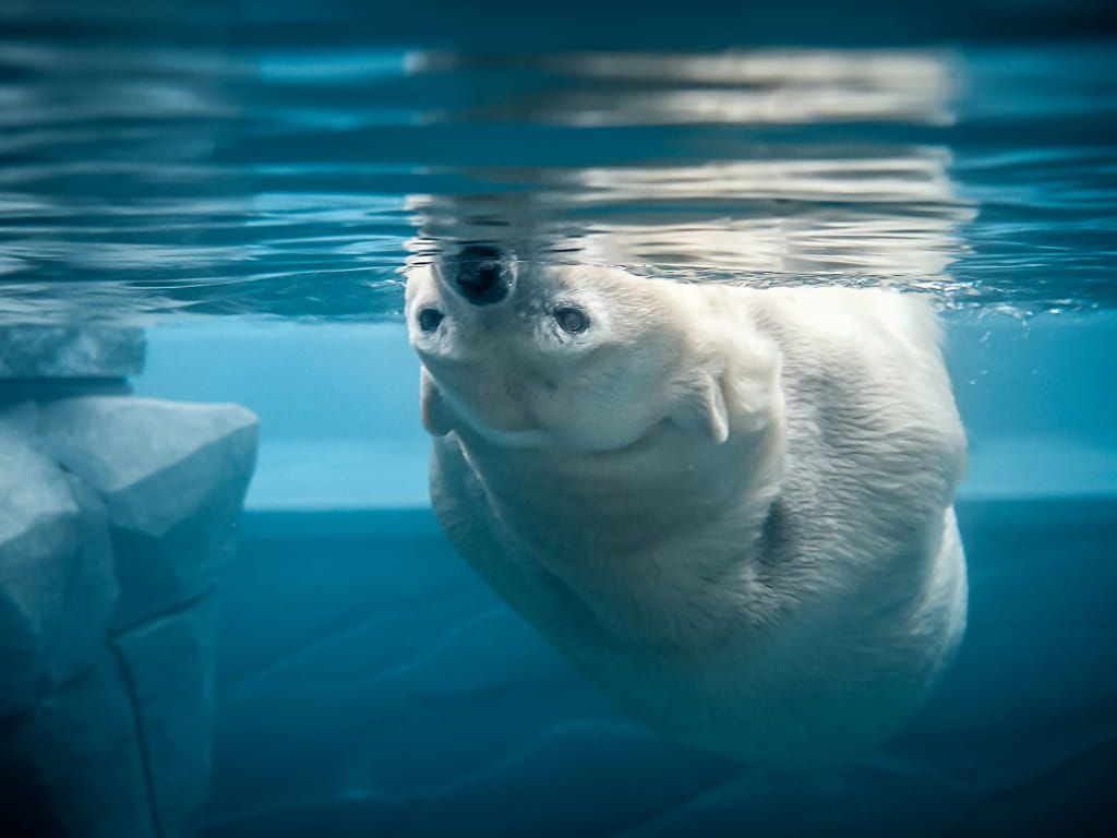 Ours blanc au Parc zoologique et botanique de Mulhouse