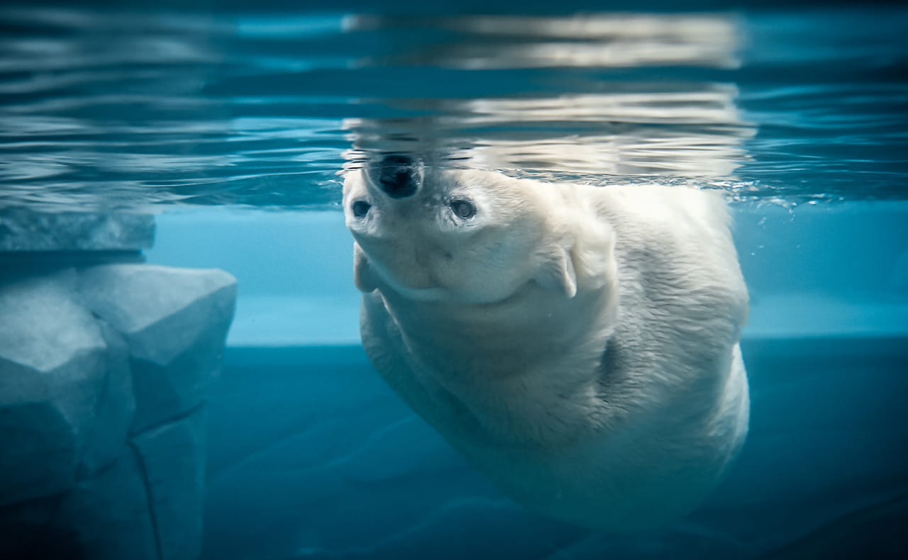 Ours blanc au Parc zoologique et botanique de Mulhouse