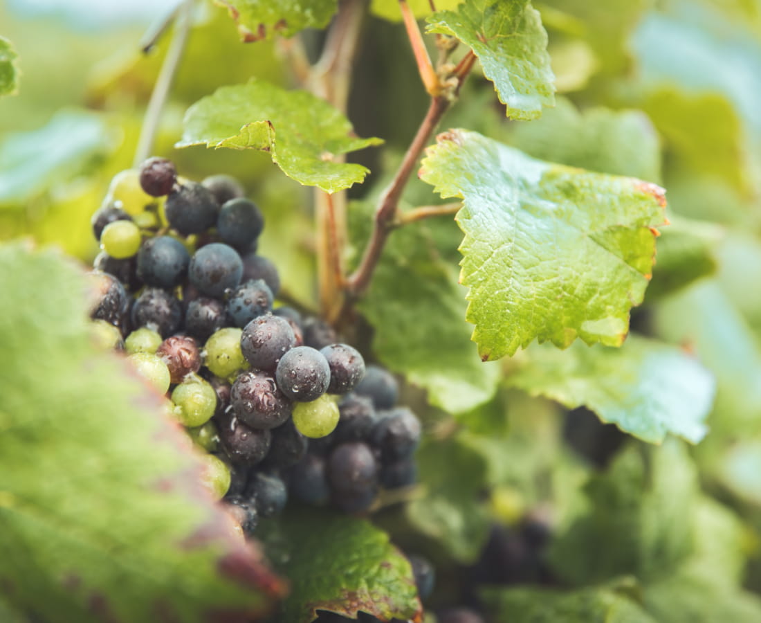 Vignoble de Champagne