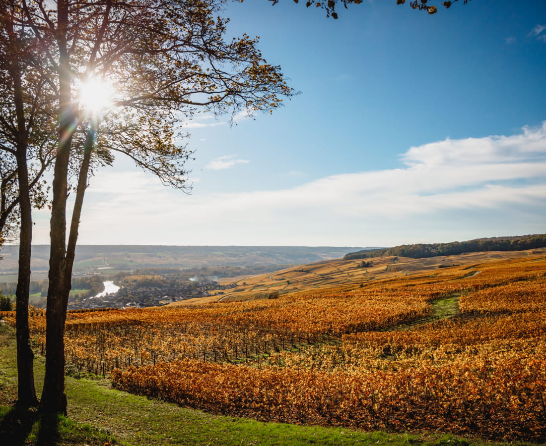 Vignoble de Champagne en automne