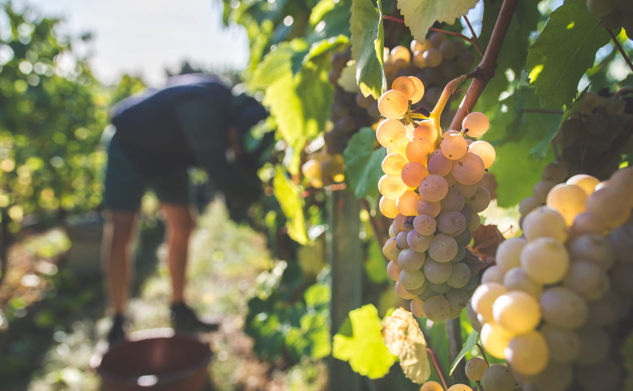 Domaine des Béliers