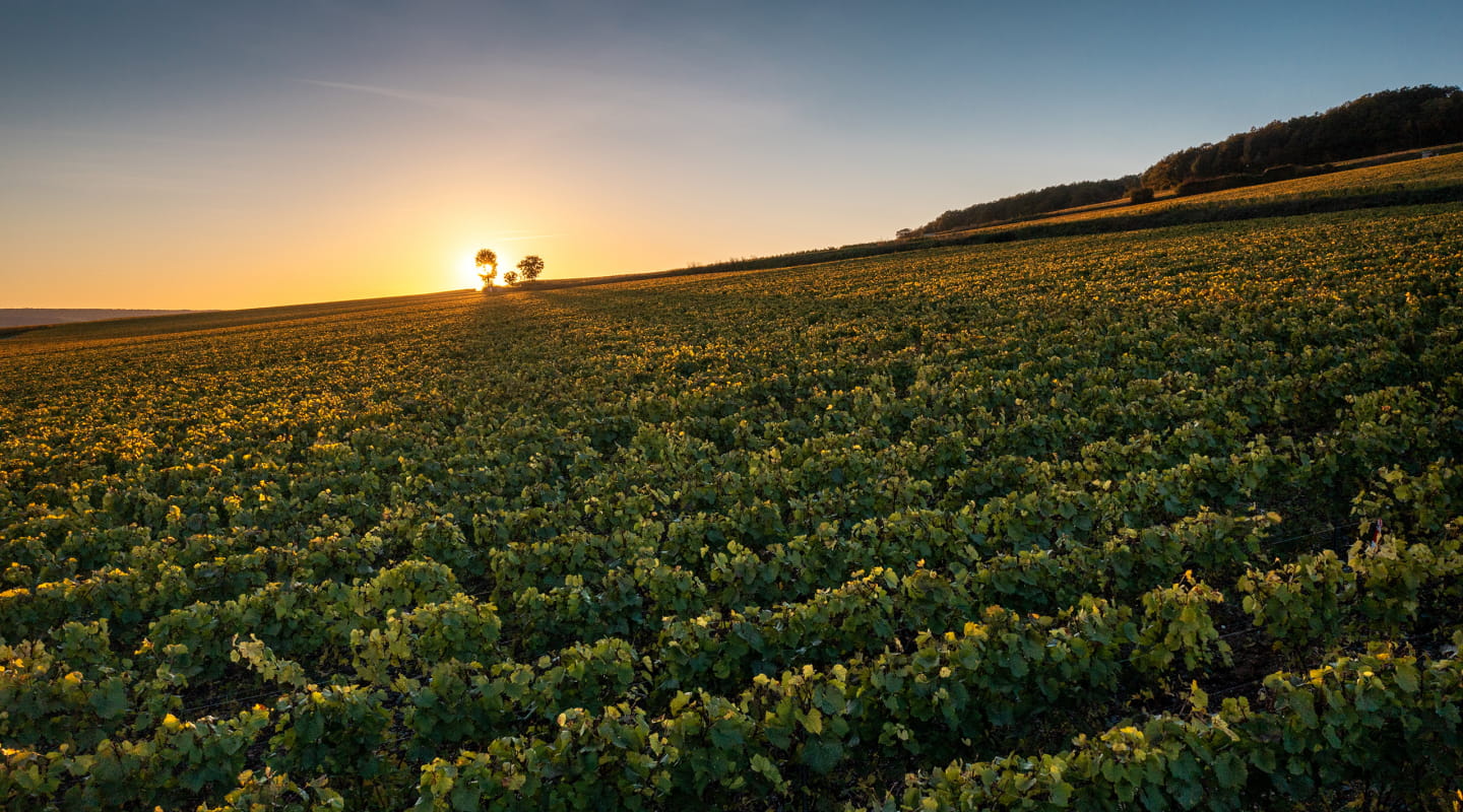 Vignoble de Montgueux