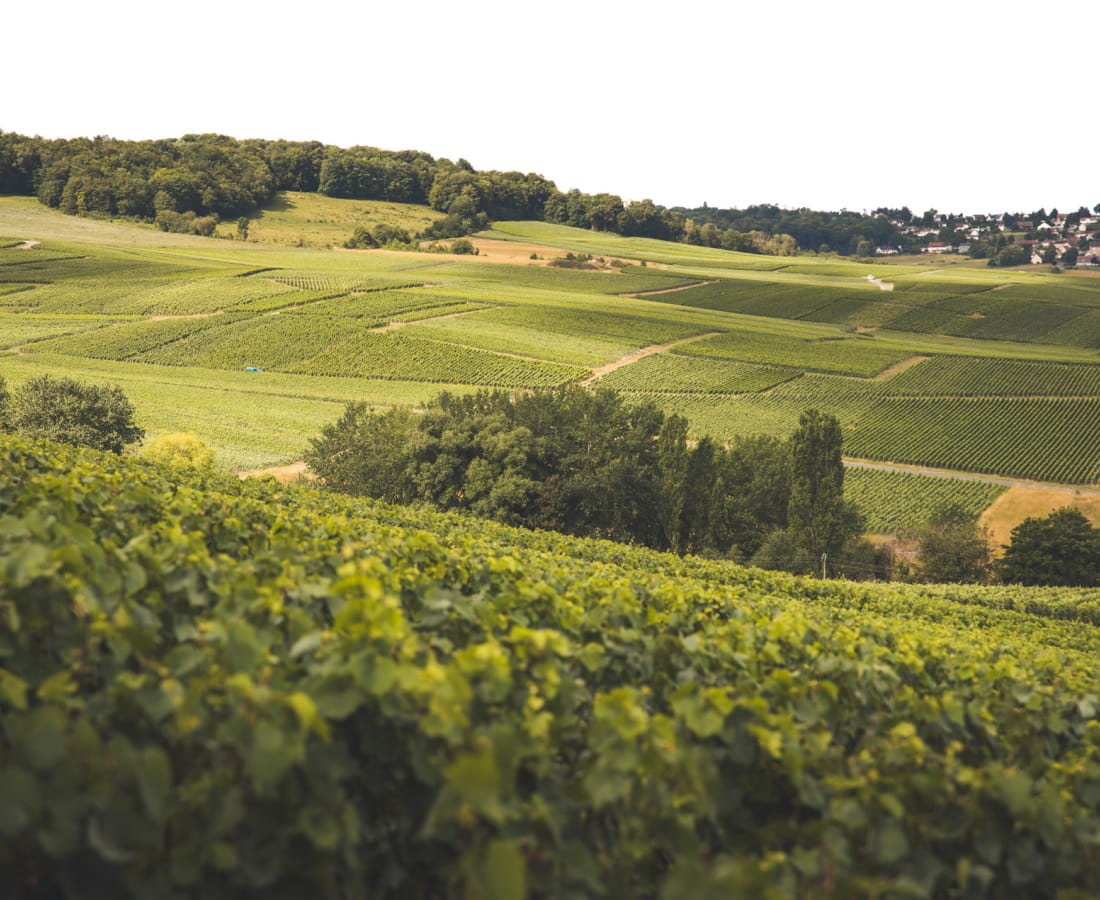 Balade dans le vignoble