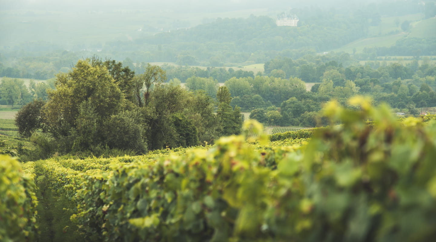 Vignoble entre Oeuilly et Fleury-la-Rivière