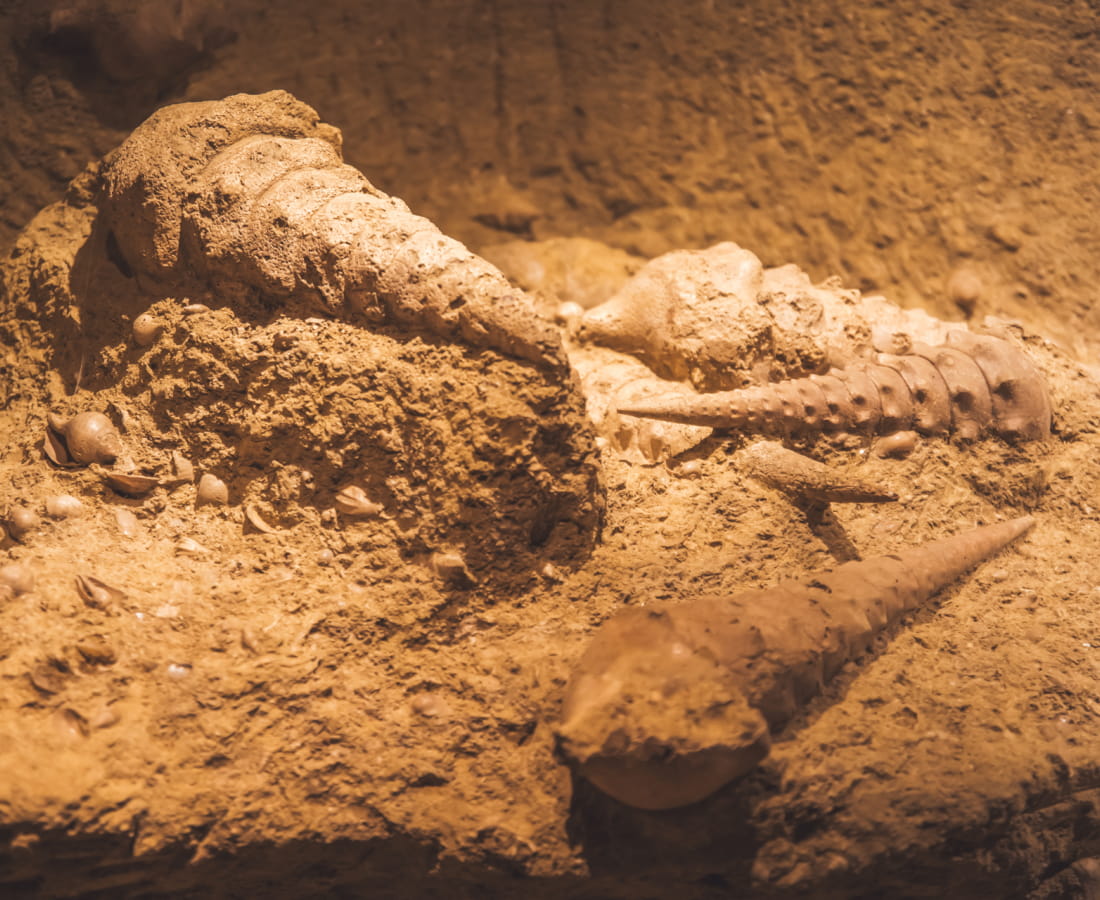 La Cave aux Coquillages à Fleury-la-Rivière