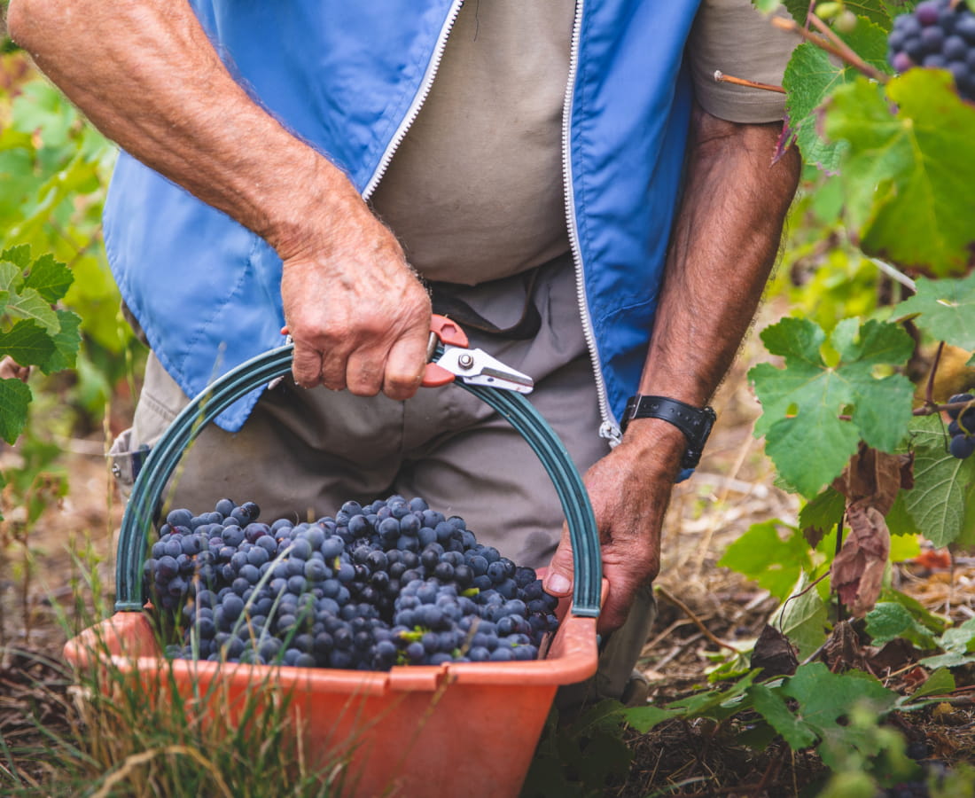 Vendangeur en Champagne
