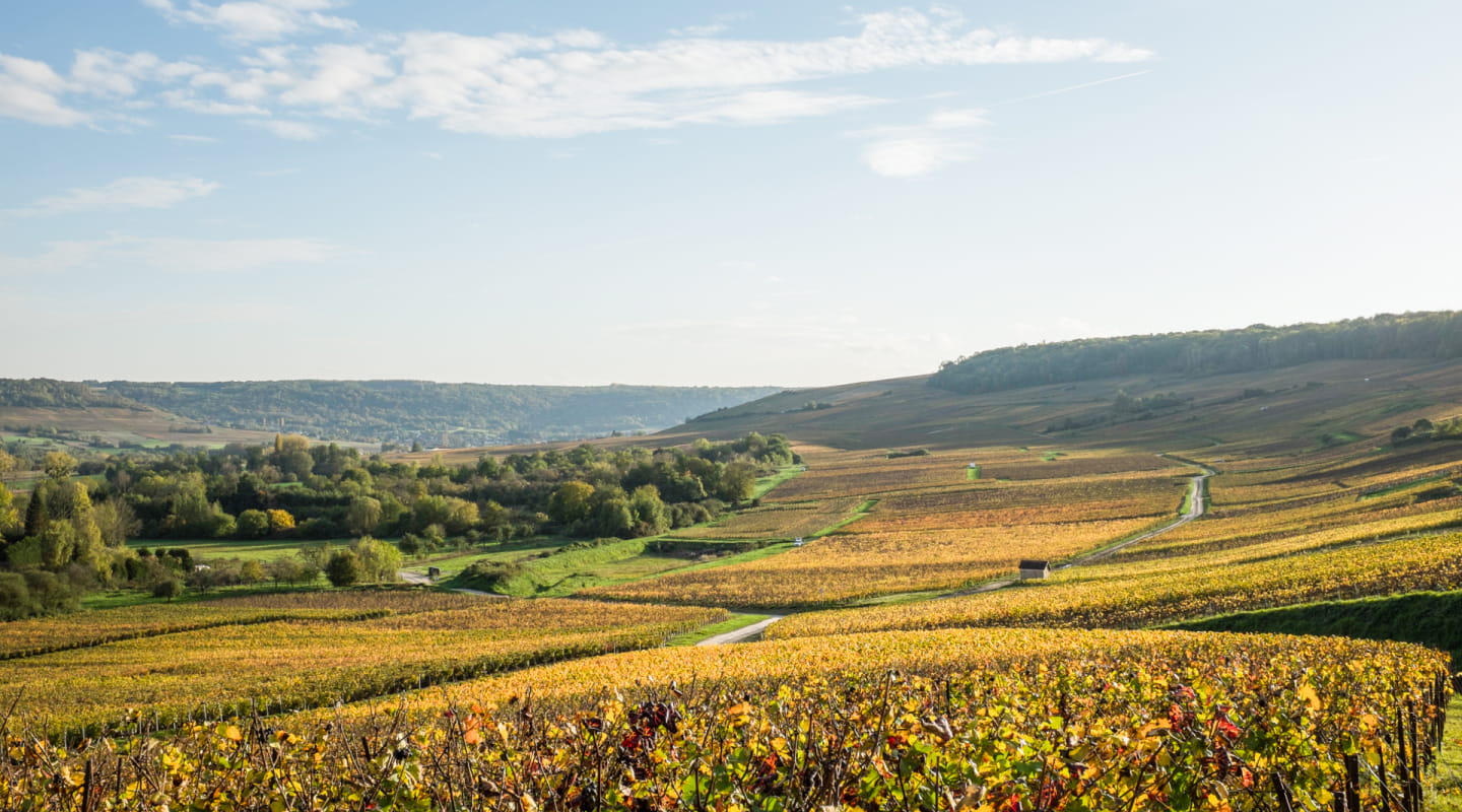 Vignoble de Champagne