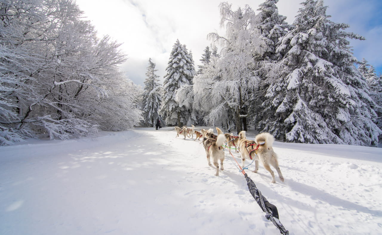 Balade en chiens de traîneau