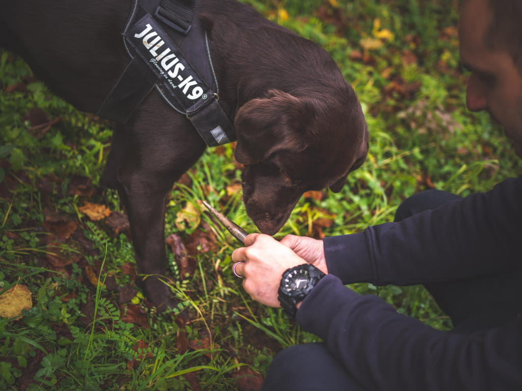 Chasse à la Truffe de Meuse