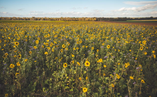 Champ de tournesol