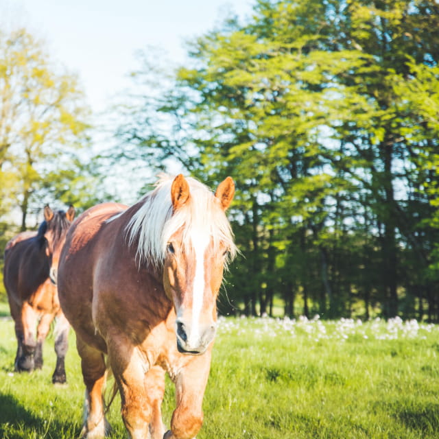 Roulotte au rythme d&#039;Arduinna