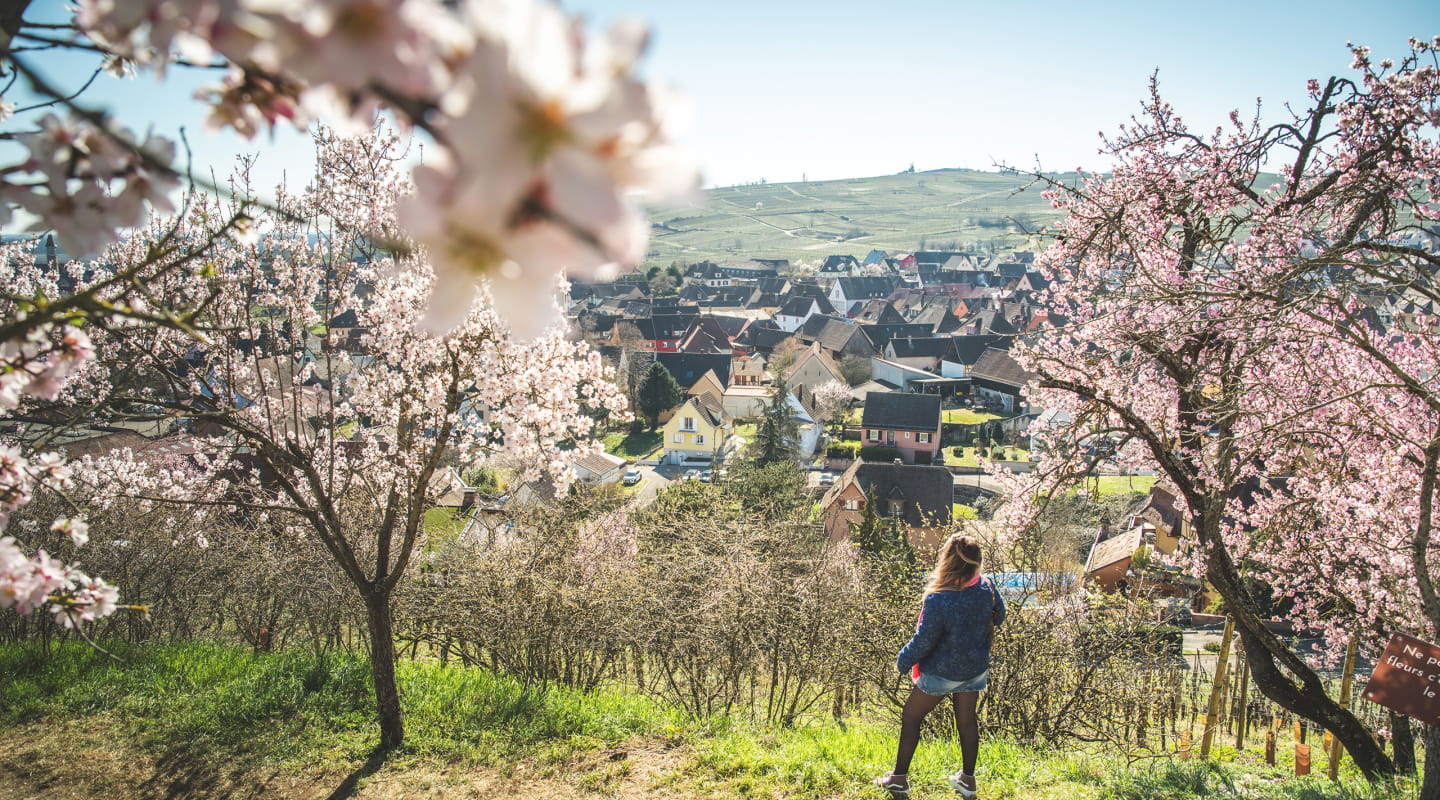 La colline des amandiers